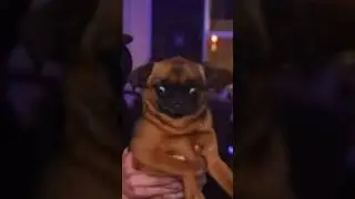 Oompaville shows his pugs to the guys PKA 701 #PKA