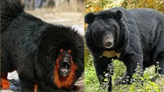 Los Perros Más CAROS del MUNDO