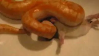 Limburg Albino Rosy Boa feeding