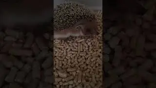 ❤Как пыхтит недовольный ёжик, которого разбудили
