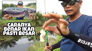CARA MANCING TOMAN DASARAN || TEKNIK MANCING IKAN TOMAN || GAK CUMAN ASAL LEMPAR