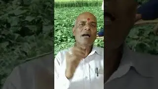 Short 1 Agro || Bisadi chhareko kati din paxi khan milxa #agriculture #shortvideo #shorts