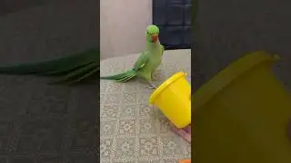 Говорящий ожереловый попугай Ричи 