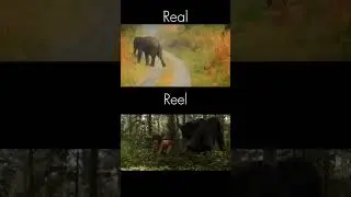 Real And Reel 🔥#shorts #shortsfeed #junglebook #trending #viral
