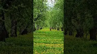 forest in spring 