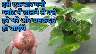 इसे एक बार मनी प्लांट में डालने से | पत्ते हरे भरे और चमकदार हो जाएंगे | best fertilizer for plants