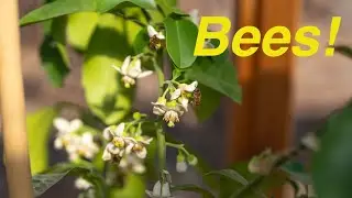 February Bees in the Greenhouse (2-19-22)