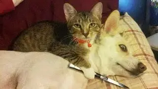 Funniest Cat And Dog||Most Funny Cat||@Pets Land #FunnyCute Animals #PetLand #CutePaws
