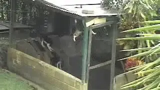 Собака дает урок упорства