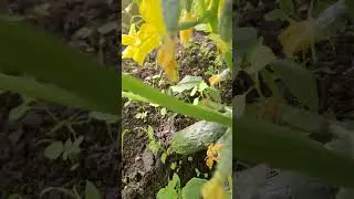 Первый огурец