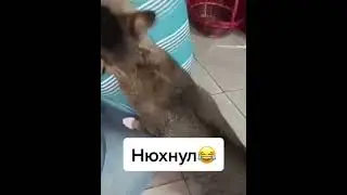 Приколы с животными 