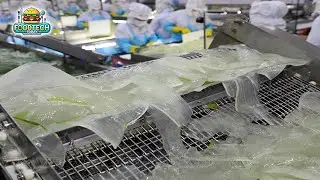 Aloe vera gel extraction process in a factory | How aloe vera juice is produced