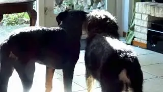 Leuke Logees  Reus & Rocky - een gevecht?