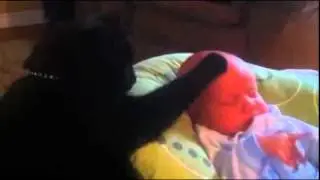 cat nurse (кот нянька)
