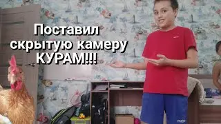 Поставил скрытую камеру курам (часть.2.)