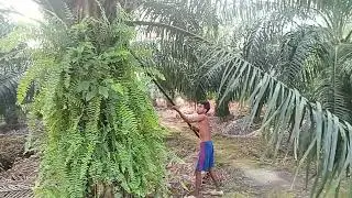 Pemanasan pagi agar otot tidak kaku panen sawit
