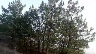 Ловля певчих птиц на ОС.Неудачний выход
