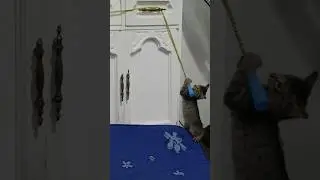 #cat #catlover #catvideos #catshorts #cutecat #everyone #follower #cab2drs