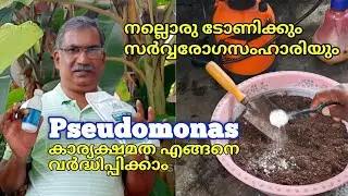 സ്യൂഡോമോണസ്‌ | Pseudomonas | സർവരോഗസംഹാരിയും നല്ലൊരു ടോണിക്കും | Usage and Benefits | Krishi Tips