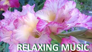 MUSIC RELAXING 🌺 subscribe  #flowers  #music #relax