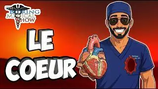 ANATOMIE : LE COEUR 🫀