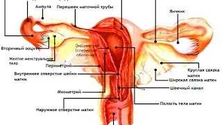 Женские половые органы - Анатомия просто!