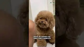 Poodle | Most Popular Dog Breed