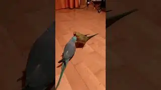 Рикки кормит Макса 🥰🦜❤️🦜 