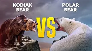 Polar Bear VS Kodiak Bear | Who is the strongest?