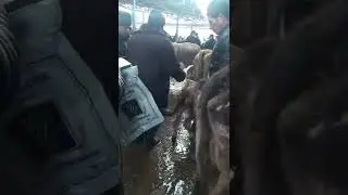 нима деп уйлесилар арзонми?