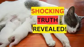 Cat Sleeping Position Meanings||Never Ignore THIS When Your CAT Sleeps With You!