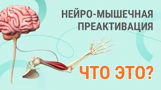 👨‍⚕️ Нейро-мышечная преактивация - что это?