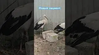 #breststork