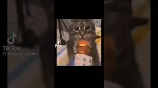 so that u guys know i’m alive :) (Credits: @the_true_sillies) #rizz #cat #cute #shorts #fyp #tiktok