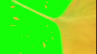 Falling yellow leaf transition green screen