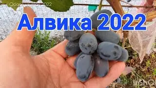 Энг гигант донли узум нави