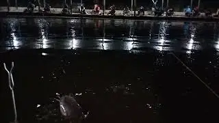 Memang Klo Umpan Begini Kita Pake Di Galatama Lele Tdk Perlu Nunggu Lama Untuk Strike kawan