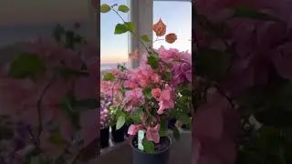 Бугенвиллия цветёт дома / bougainvillea indoor