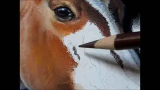 Quarter Horse Pastel Demonstration by Roby Baer PSA