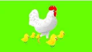 Hen and chicken walking green screen-,fat chicken walking animated green screen