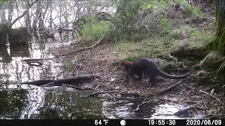 Nutria (lutra lutra) Fototrampeo en Galicia