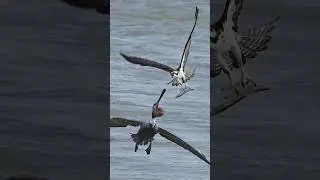 Crazy pelican tries to steal fish from Osprey! Must see!