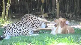 Kasi and Mtani at Busch Gardens