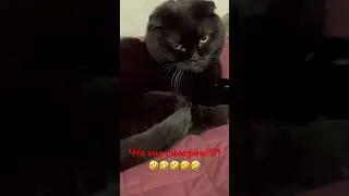 Котики и кошки!! Что мы смотрим?!🤣🤣🤣