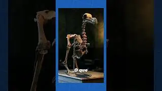 A Triste História do Dodô...