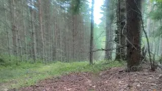 Вокруг Плещеева озера бегом