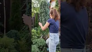 Хвойный райский уголок счастья #хвойные #ландшафтныйдизайн #garden #gardening #дача #сад