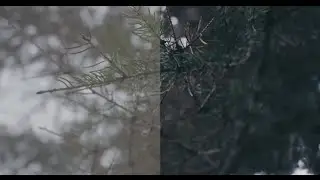 Panasonic GH4 V-log L ungraded/graded - C4K