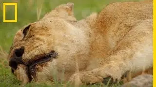 Comment un petit buffle esquive tout un clan de lions