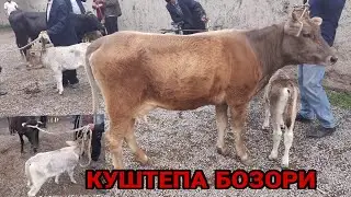 АНДИЖОН ОЛТИНКУЛ КУШТЕПА МОЛ БОЗОРИ НАРХЛАРИ 2021 ANDIJON OLTINKÒL QÒSHTEPA MOL BOZORI NARXLARI 2021